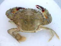 Asian Paddle Crab - Charybdis japonica