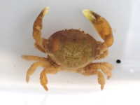 Big-Handed Crab - Heterozius rotundifrons