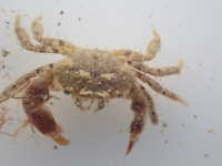 Bristle Crab - Pilumnus novaezelandiae