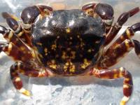 Common Rock Crab - Hemigrapsus sexdentatus