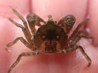 Cook's Pillbox Crab - Halicarcinus cookii