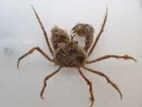 Estuarine Pillbox Crab - Halicarcinus whitei
