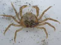 Flat Pillbox Crab - Halicarcinus quoyi