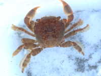 Gulfweed Crab - Planes minutus