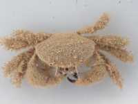 Hairy Crab - Pilumnus lumpinus