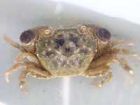 Hairy-Handed Crab - Hemigrapsus crenulatus