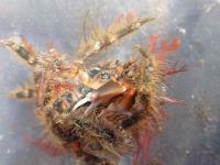 Hairy Seaweed Crab - Notomithrax ursus
