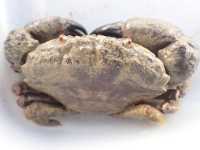Iron Crab - Ozius deplanatus