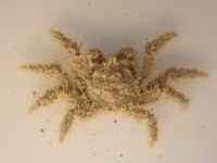 No common name - Neohymenicus pubescens