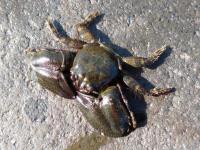 New Zealand Half-Crab - Petrolisthes elongatus