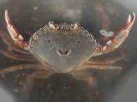 Paddle Crab - Ovalipes catharus