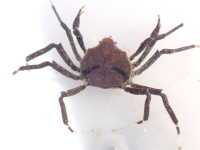 Paua Spider Crab - Elamena producta