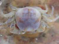 Pea Crab - Nepinnotheres novaezelandiae