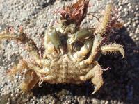 Peron's Camouflage Crab - Notomithrax peronii
