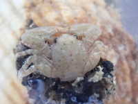 Spiny False Crab - Petrocheles spinosus
