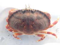 Pie Crust Crab - Metacarcinus novaezelandiae