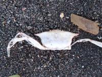Policeman Crab - Neommatocarcinus huttoni
