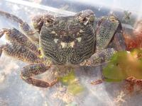 Purple Rock Crab - Leptograpsus variegatus