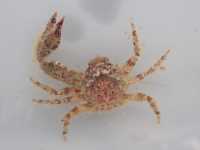 Red Half-Crab - Petrolisthes novaezelandiae