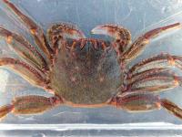 Red Rock Crab - Guinusia chabrus