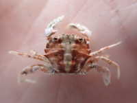 Red Swimming Crab - Nectocarcinus antarcticus