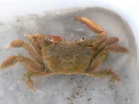 Sentinel Crab - Hemiplax hirtipes
