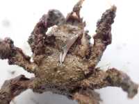Small Decorator Crab - Notomithrax minor