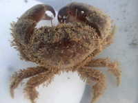 Smooth-Handed Crab - Pilumnopeus serratifrons