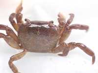 Smooth Shore Crab - Cyclograpsus lavauxi