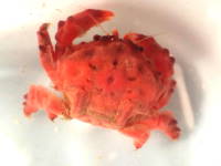 Sponge Crab - Metadromia wilsoni