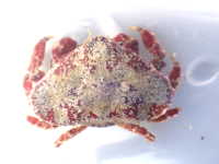 Triangle Crab - Eurynolambrus australis