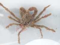 Tuberculate Pear Crab - Pyromaia tuberculata