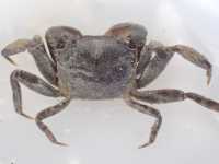 Tunneling Mud Crab - Austrohelice crassa