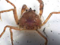 Variable Pillbox Crab - Halicarcinus varius